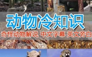 外面卖1699的国外纪录片解说（动物解说、美食、动画片）稳过中视频-闪越社